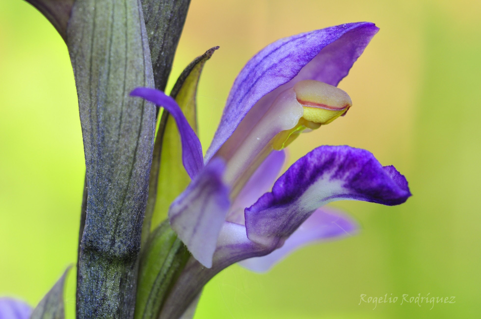 Orquidea muy buscada. En Españaes muy escasa, se encuentra en Pirineos. esta en laLlista Roja de especies amenazadas